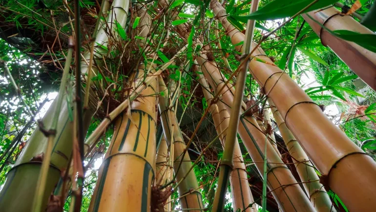 البامبو غذاء مثالي.. لكن بشرط واحد