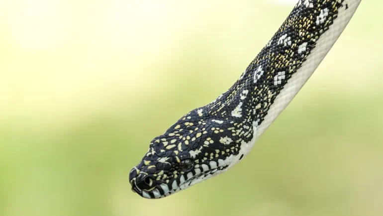 وداعا للسمنة؟ جزيء في دم الأفاعي يبشر بثورة في أدوية إنقاص الوزن