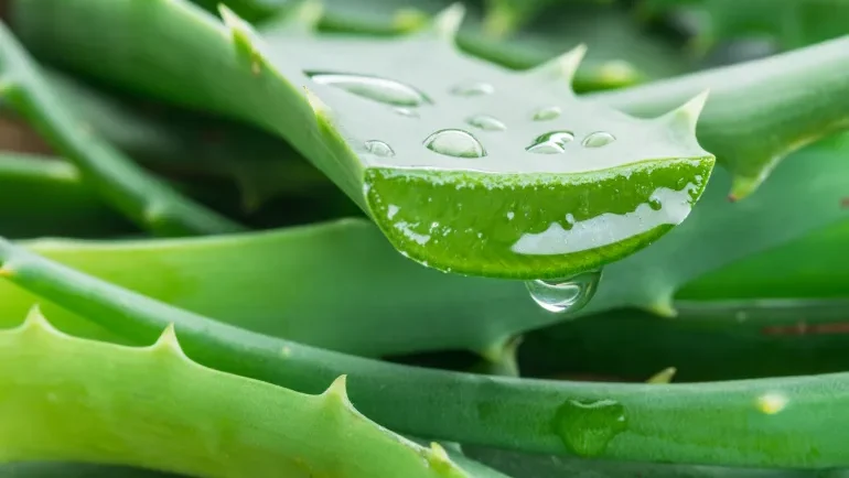 هل يكمن سر علاج ألزهايمر في أوراق الألوفيرا؟