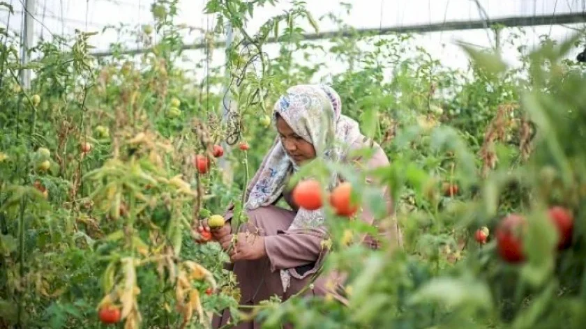 وزارة العمل: 150 ألف امرأة عاملة في الضفة و57 ألف معيلة للأسَر في غزة