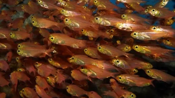 أسماك "تسرق" البروتينات من فرائسها لتضيء نفسها في الظلام