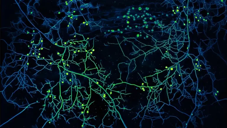 كائنات مجهولة تحت أقدامنا قد تكون السبب وراء هطول المطر