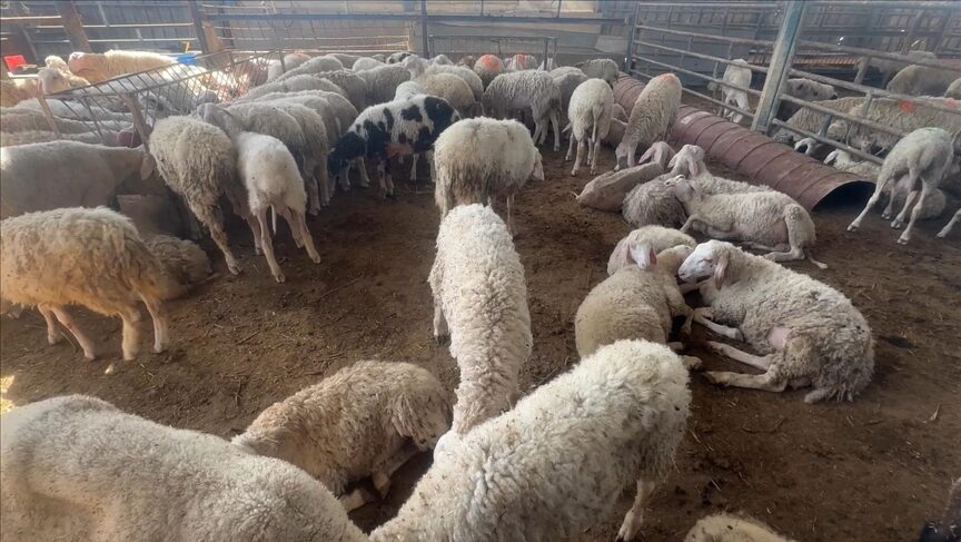 الزراعة تغلق أسواق المواشي مؤقتاً لمنع انتشار الحمى القلاعية