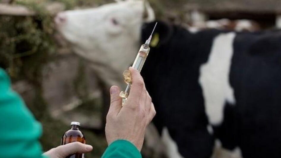 وزارة الزراعة: حملة تحصين وطنية لمواجهة الحمى القلاعية (SAT1) وحماية الثروة الحيوانية