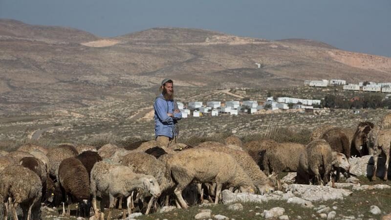 مستوطنون يطلقون مواشيهم ويقتلعون أشجار زيتون بمسافر يطا جنوب الخليل