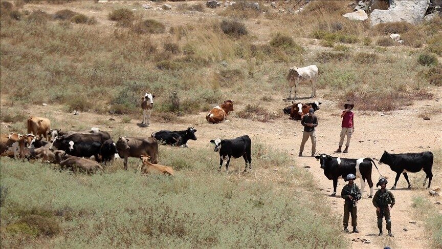 الاحتلال يعتقل مواطناً ومستوطنون يطلقون مواشيهم في أراضي المواطنين بمسافر يطا