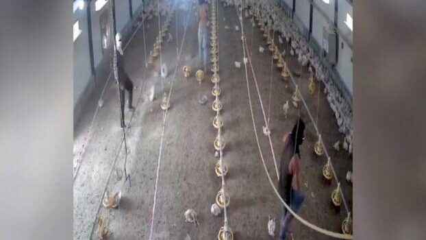 مجموعة من المستوطنين هاجمت مزارع دواجن على الطريق الواصل بين بلدتي قصرة وجالود