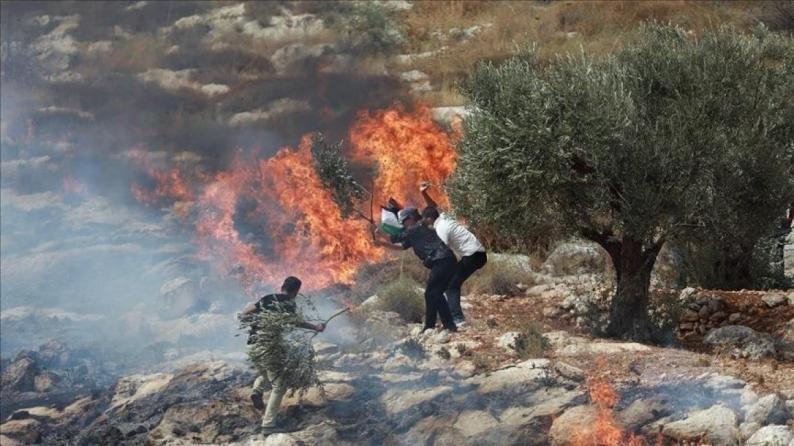 مستوطنون يحرقون أراضي زراعية جنوب نابلس