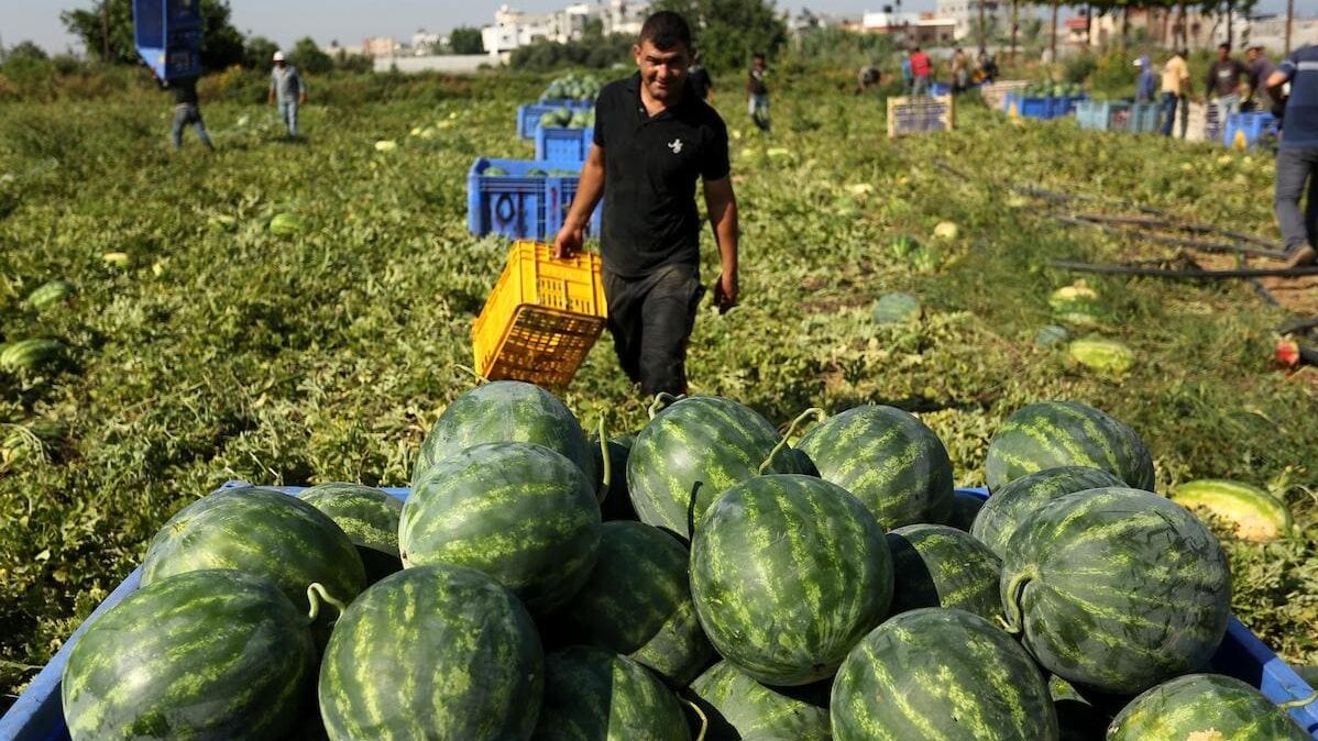 الكيلو بشيكل واحد.. هل أغرق البطيخ الإسرائيلي المصاب أسواقنا؟ "الزراعة" توضح
