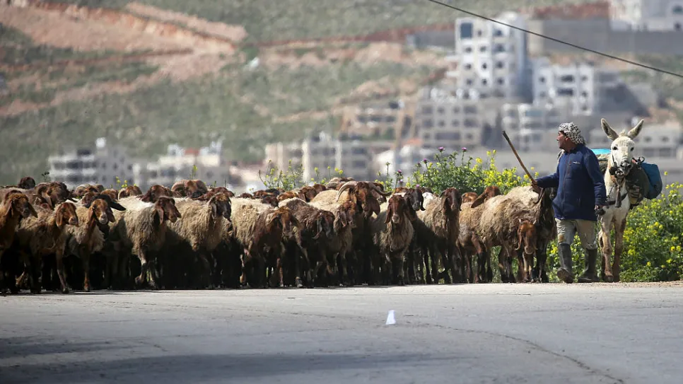 الحمى المالطية تهدد الثروة الحيوانية في ريف جنين.. شكاوى من غياب التدخل الحكومي
