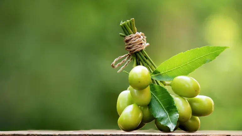 من الطب الشعبي إلى المختبرات.. ماذا نعرف عن فوائد النيم؟