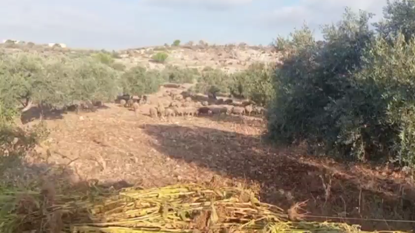 مستوطنون يخربون أراضٍ زراعية في خربة مسعود جنوب جنين