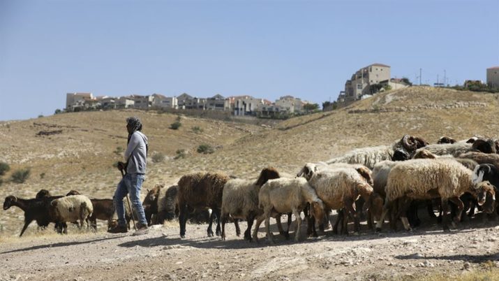 مستوطنون يرعون أغنامهم بين منازل المواطنين في عناتا شرق القدس