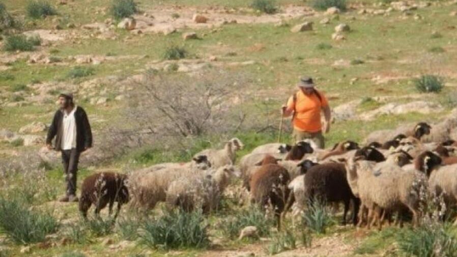 مستوطنون يرعون أغنامهم في أراضي المغير شرق رام الله