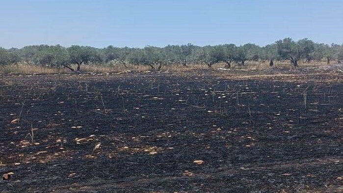 مستوطنون يخربون أراضٍ زراعية في قرية المغير شرق رام الله