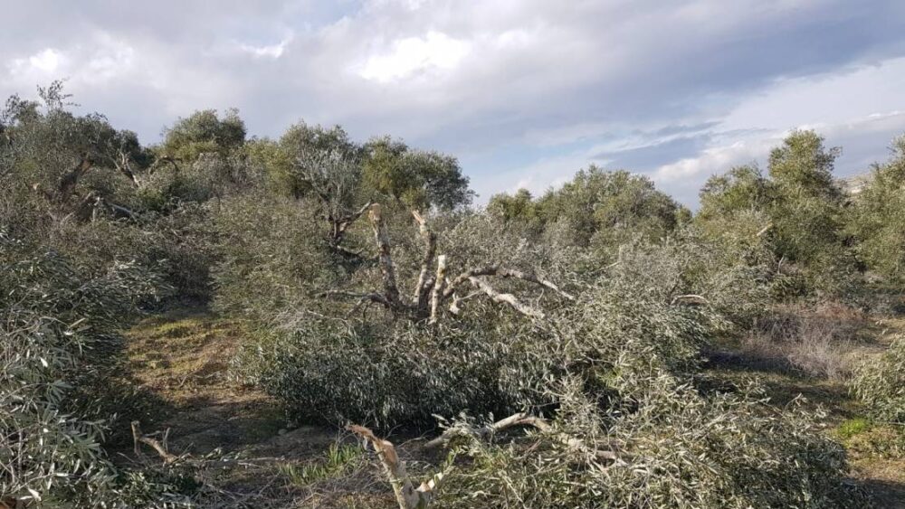 قرار إسرائيلي بإزالة "الغطاء النباتي" عن 69 دونماً في نابلس