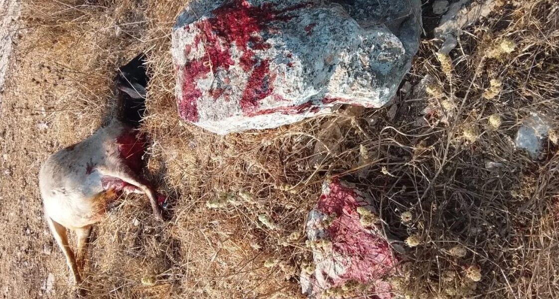 الاحتلال يطلق النار على راعي أغنام في إذنا ويقتل أغناماً ويصيب أخرى
