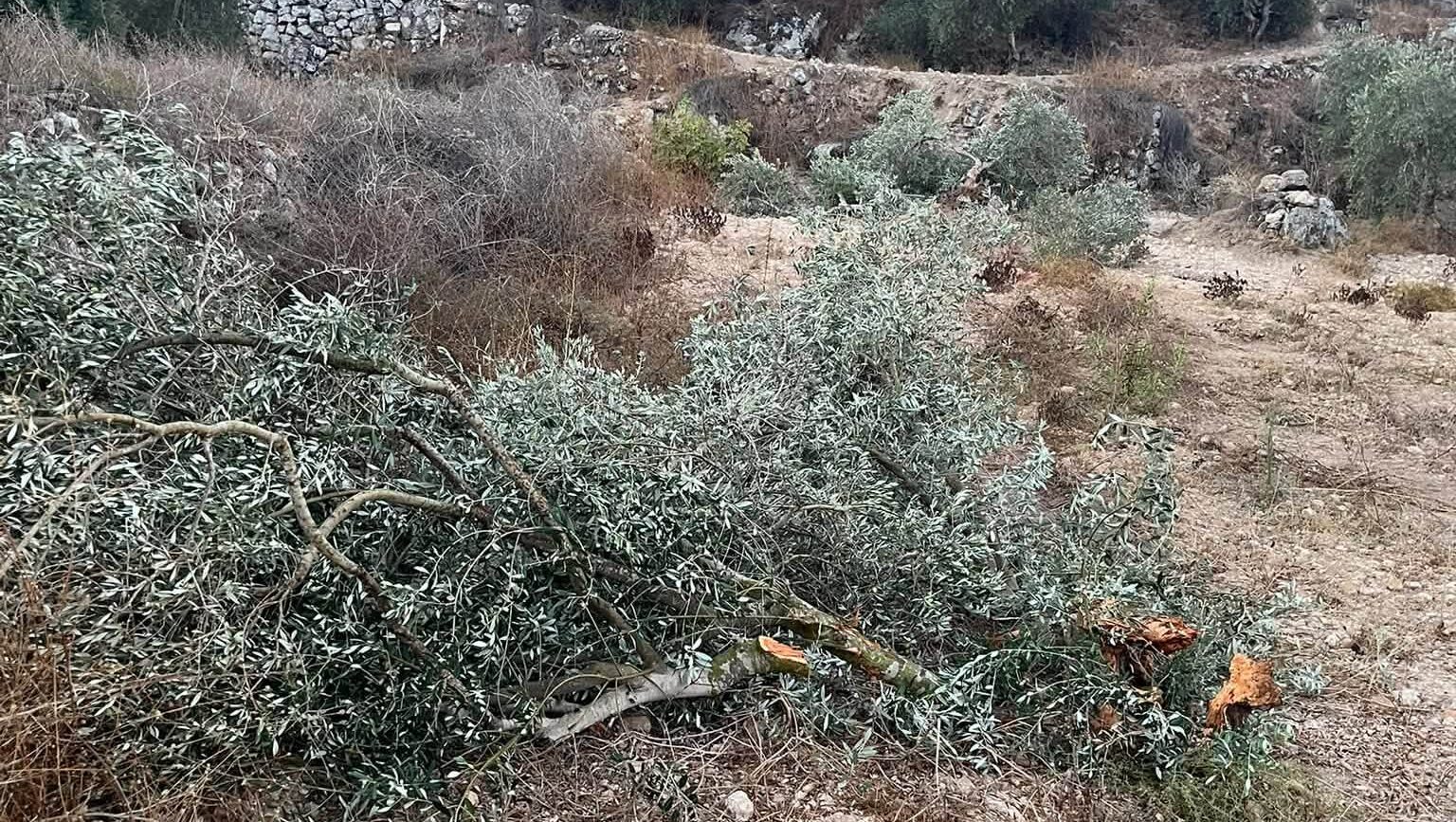 مستوطنون يقتلعون ويكسرون عشرات أشجار الزيتون في نعلين غرب رام الله