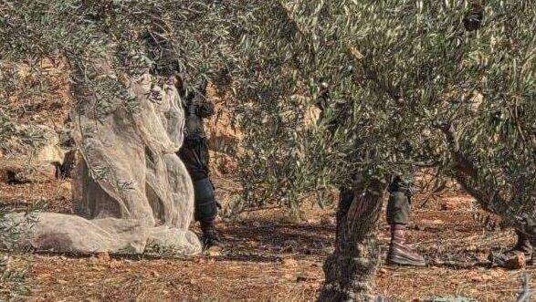 رام الله: الاحتلال يعتقل مواطنًا ويستولي على أدوات زراعية وينصب حواجز