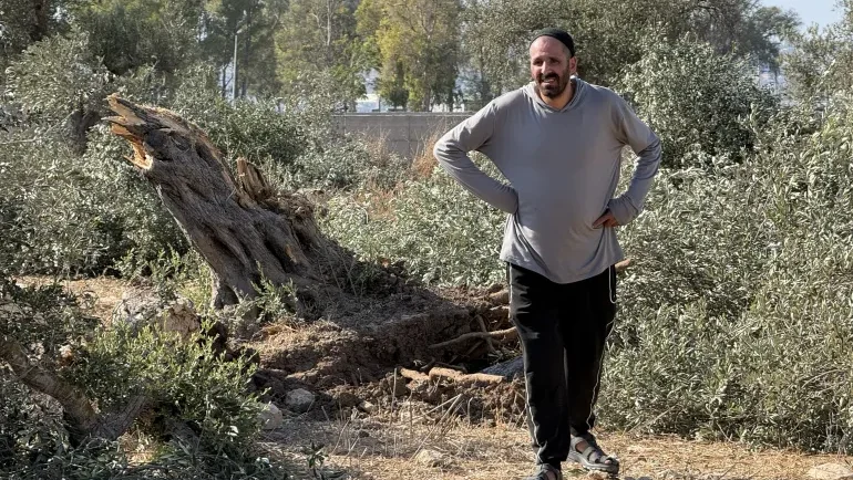 الاحتلال يقتلع مئات أشجار الزيتون ويجرف أراضي في كفر مالك