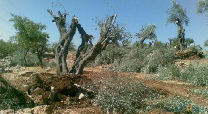 أكثر من 157 مليون دولار خسائر محصول الزيتون منذ 2023