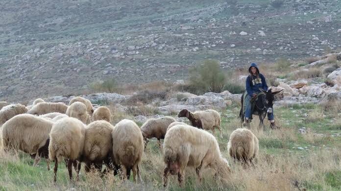 نفوق 20 رأسا من الأغنام جراء طعنها من قبل مستعمرين في كفر مالك شرق رام الله