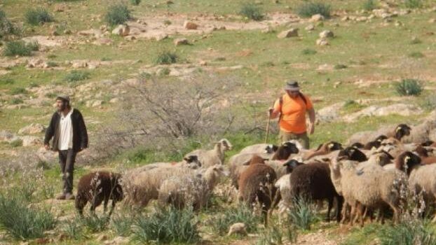 مستعمرون يرعون أغنامهم في أراضي كفر مالك شرق رام الله