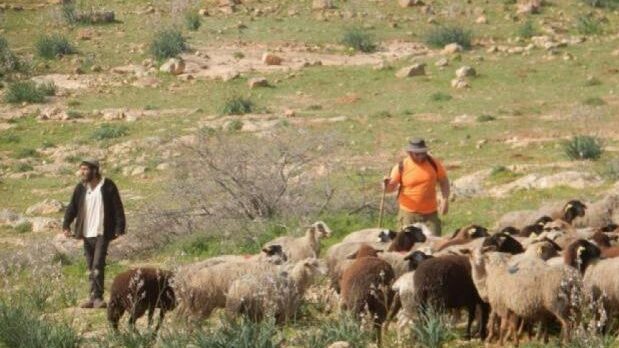 رام الله: مستعمرون يرعون أغنام في أراضٍ مزروعة بالزيتون بقرية المغير