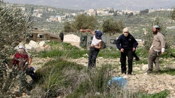 مستعمرون يرعون أغنامهم بين منازل المواطنين في يبرود والمغير ويتسببون بأضرار للمزروعات