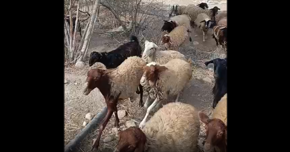 مستعمرون يطاردون ماشية المواطنين في الأغوار الشمالية