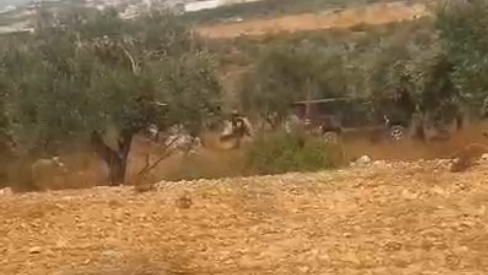مستعمرون يسرقون ثمار زيتون ويطلقون الرصاص صوب مزارع شرق مردا